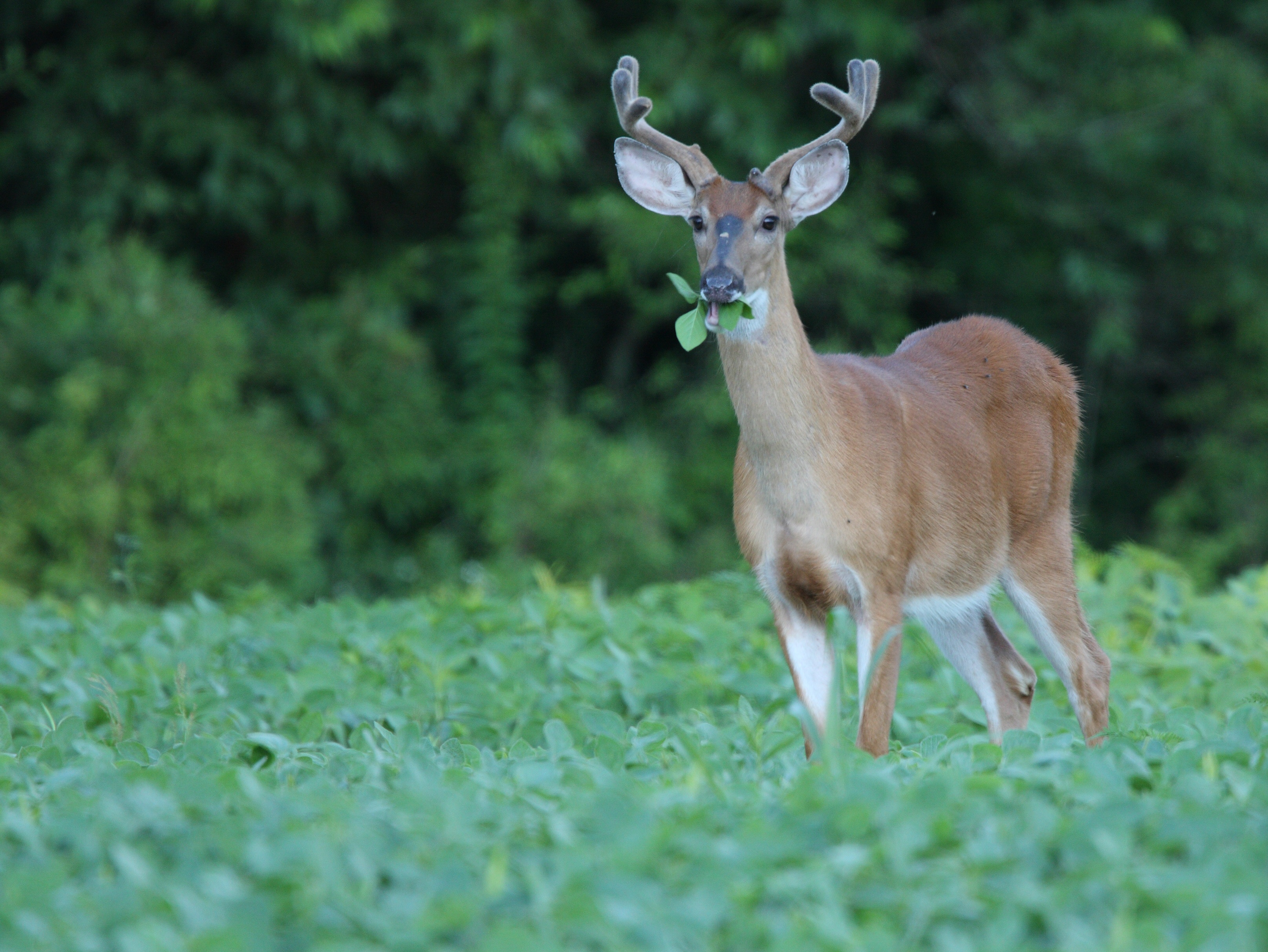 What do white tailed deals deer eat